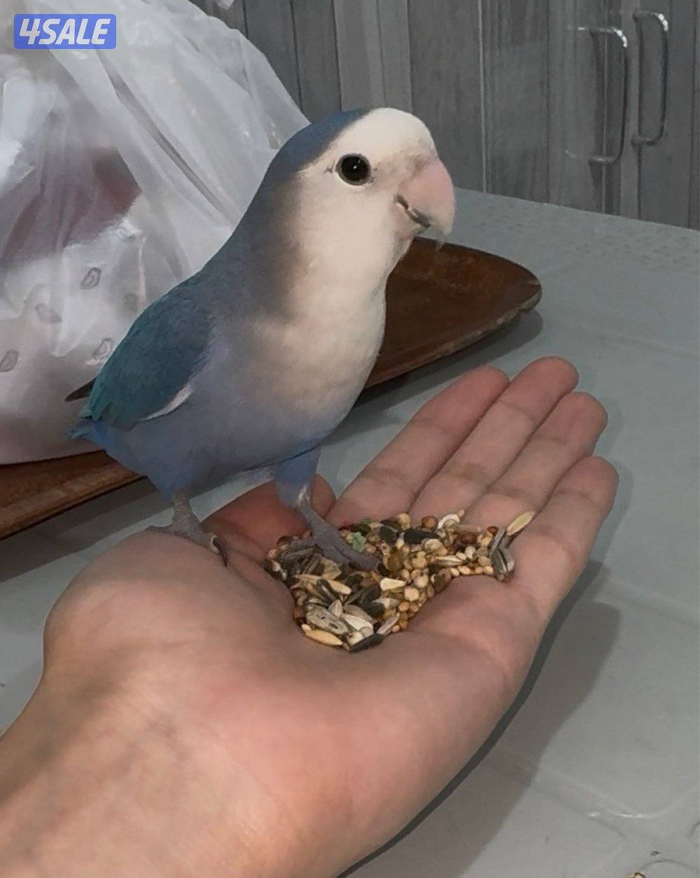 لوف بيرد ربوة0