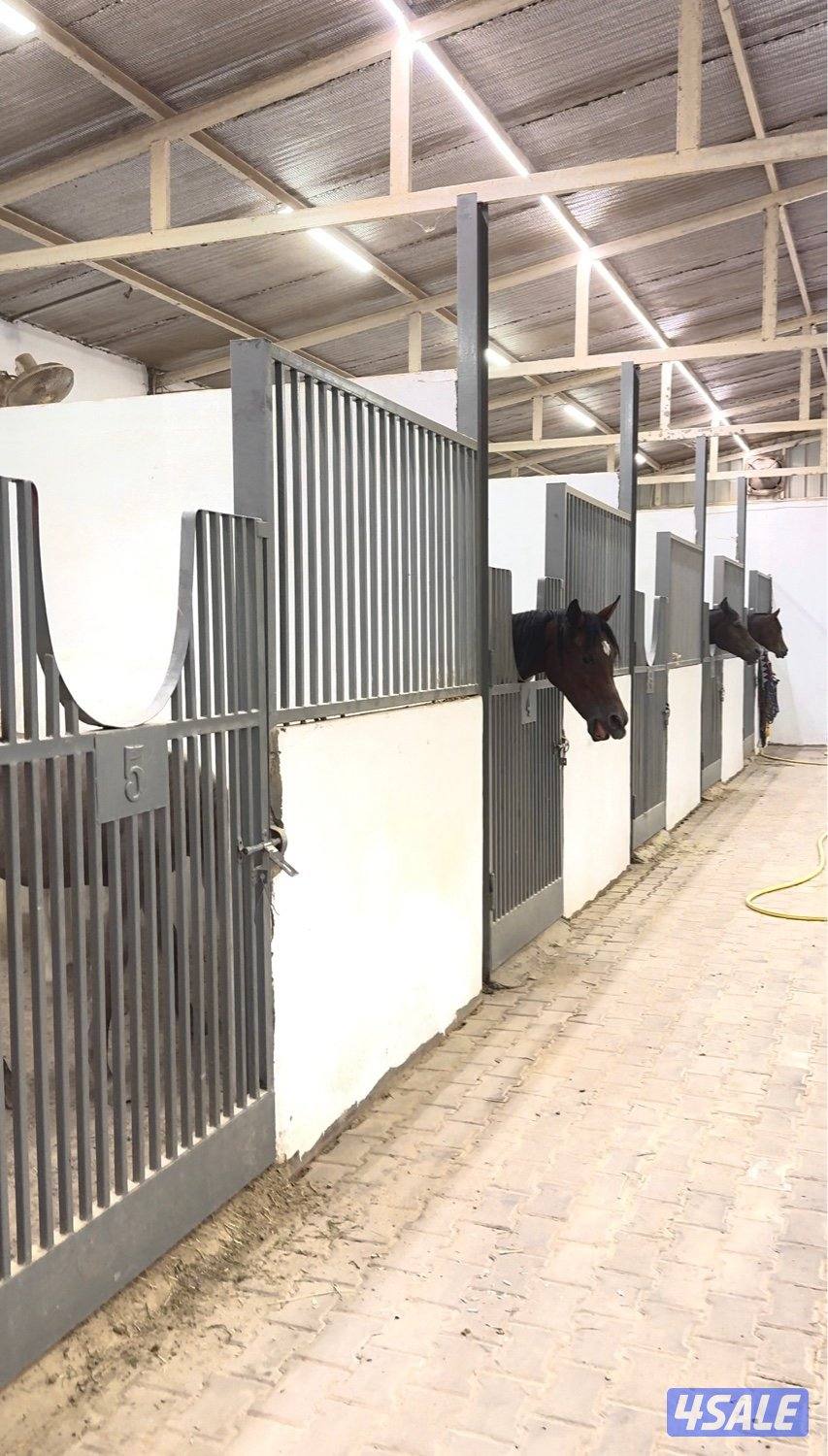 مربط العرين لإيواء الخيل وتعليم الركوب7