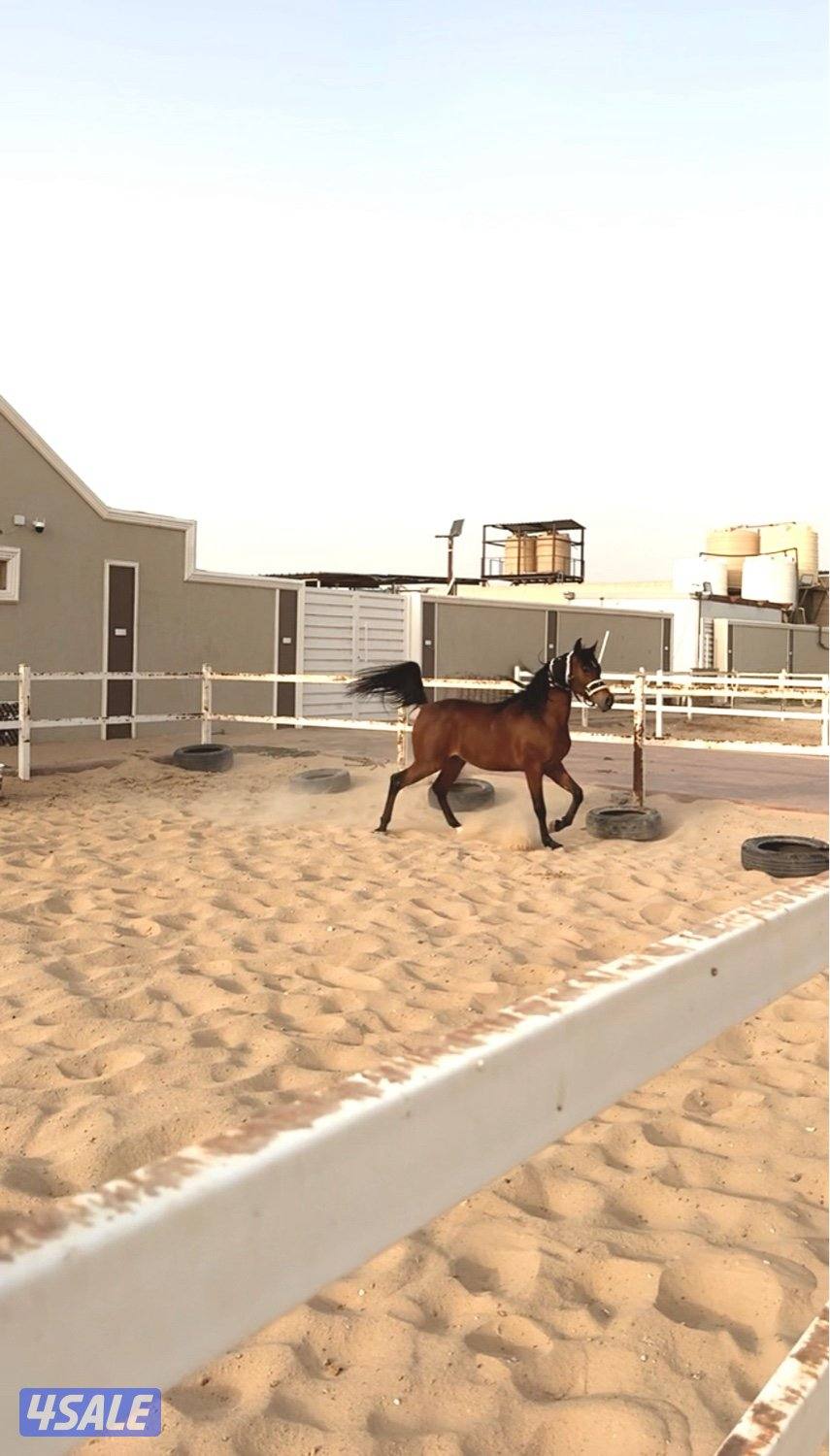 مربط العرين لإيواء الخيل وتعليم الركوب10