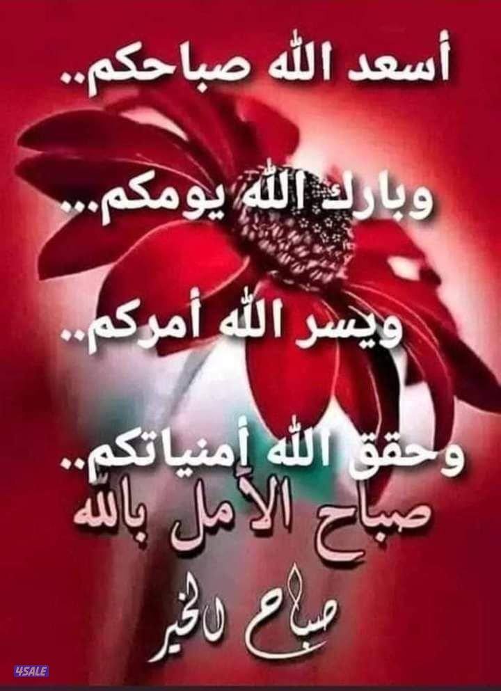 سوداني ابحث عن عمل مناسب0