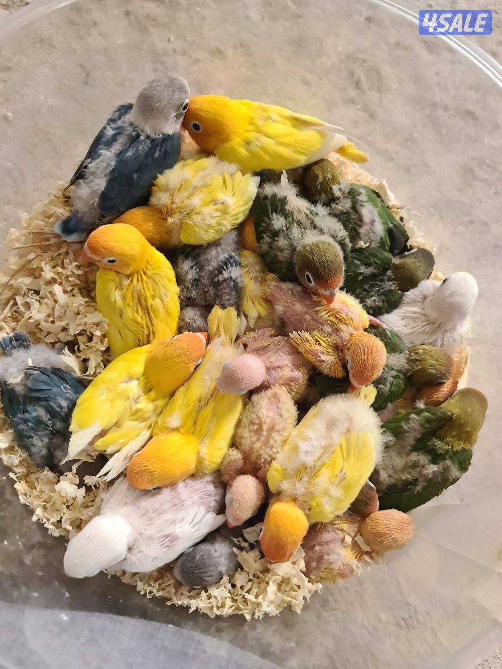 فروخ لوفبيرد عس0