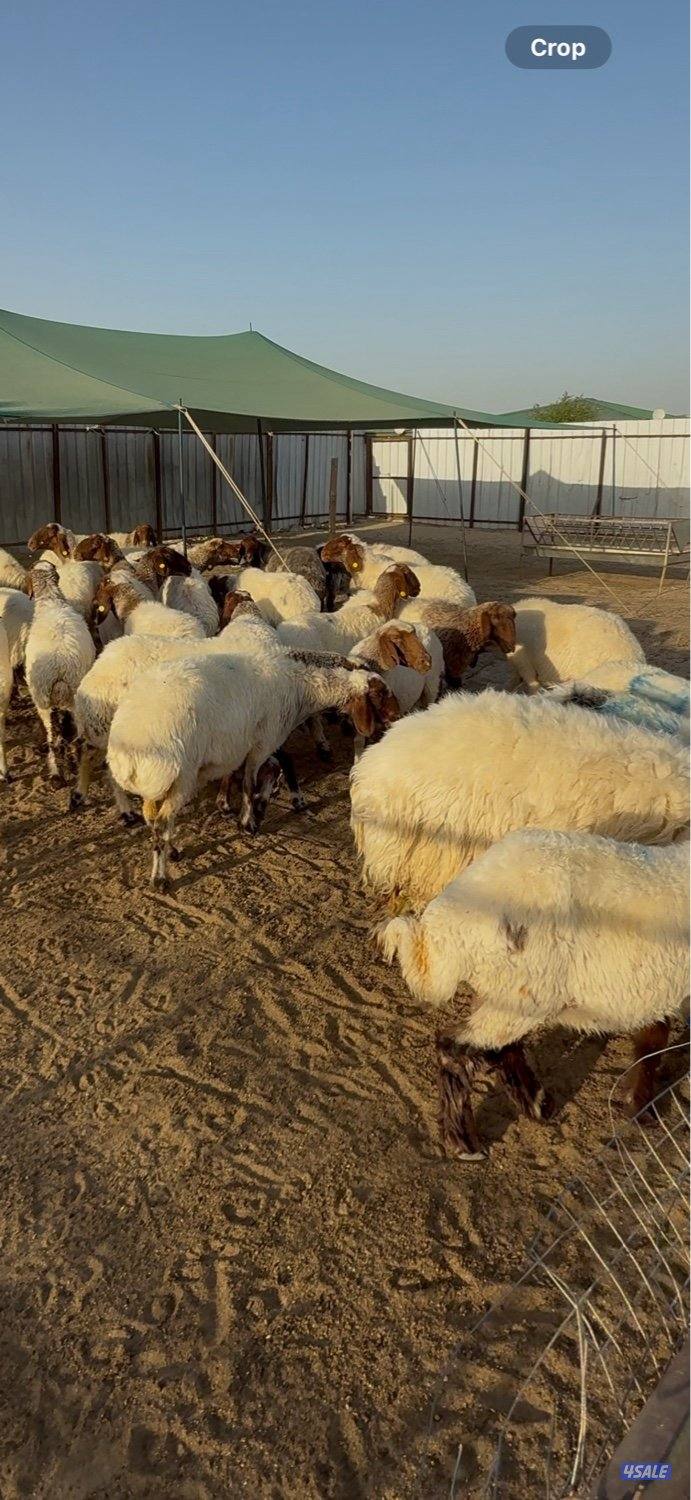 نعجات نعيم مضاريع0