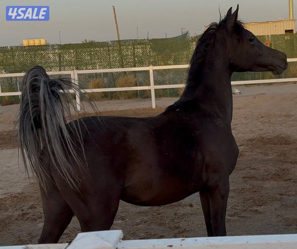 ◼️مهر واهو مصري أدهم ملكي فاخر◼️0