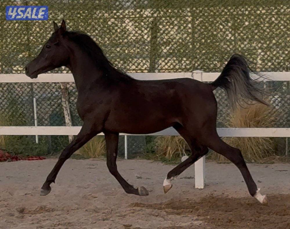 ◼️مهر واهو مصري أدهم ملكي فاخر◼️1