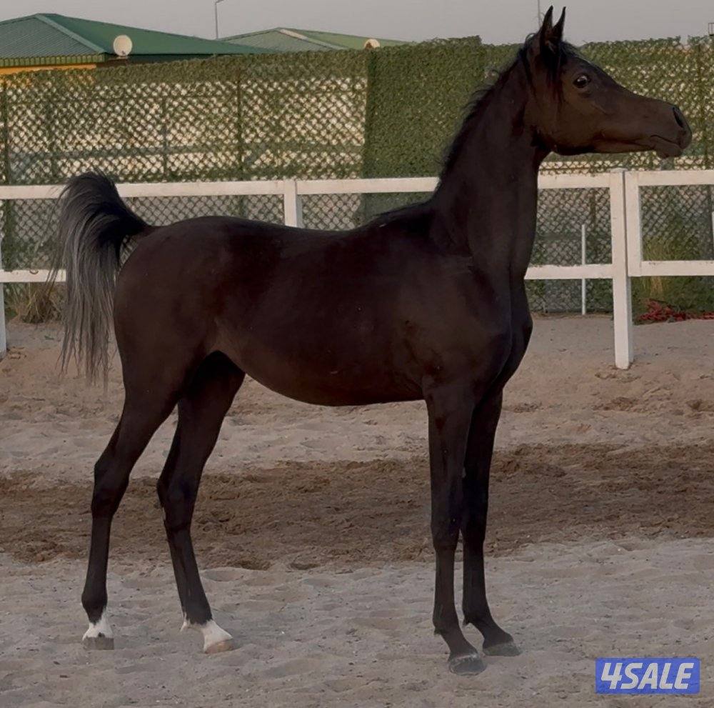 ◼️مهر واهو مصري أدهم ملكي فاخر◼️2