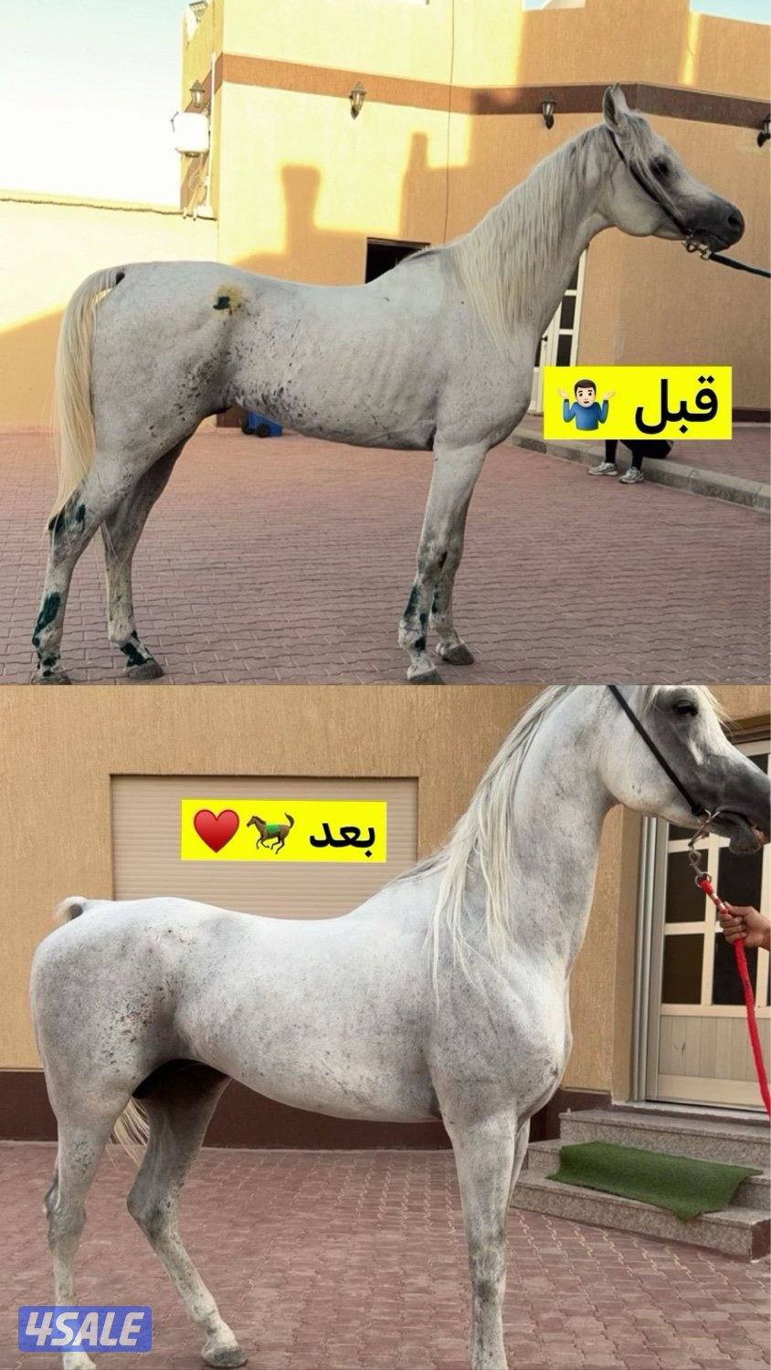 مربط الرويلي للايواء والتدريب 🐎♥️1