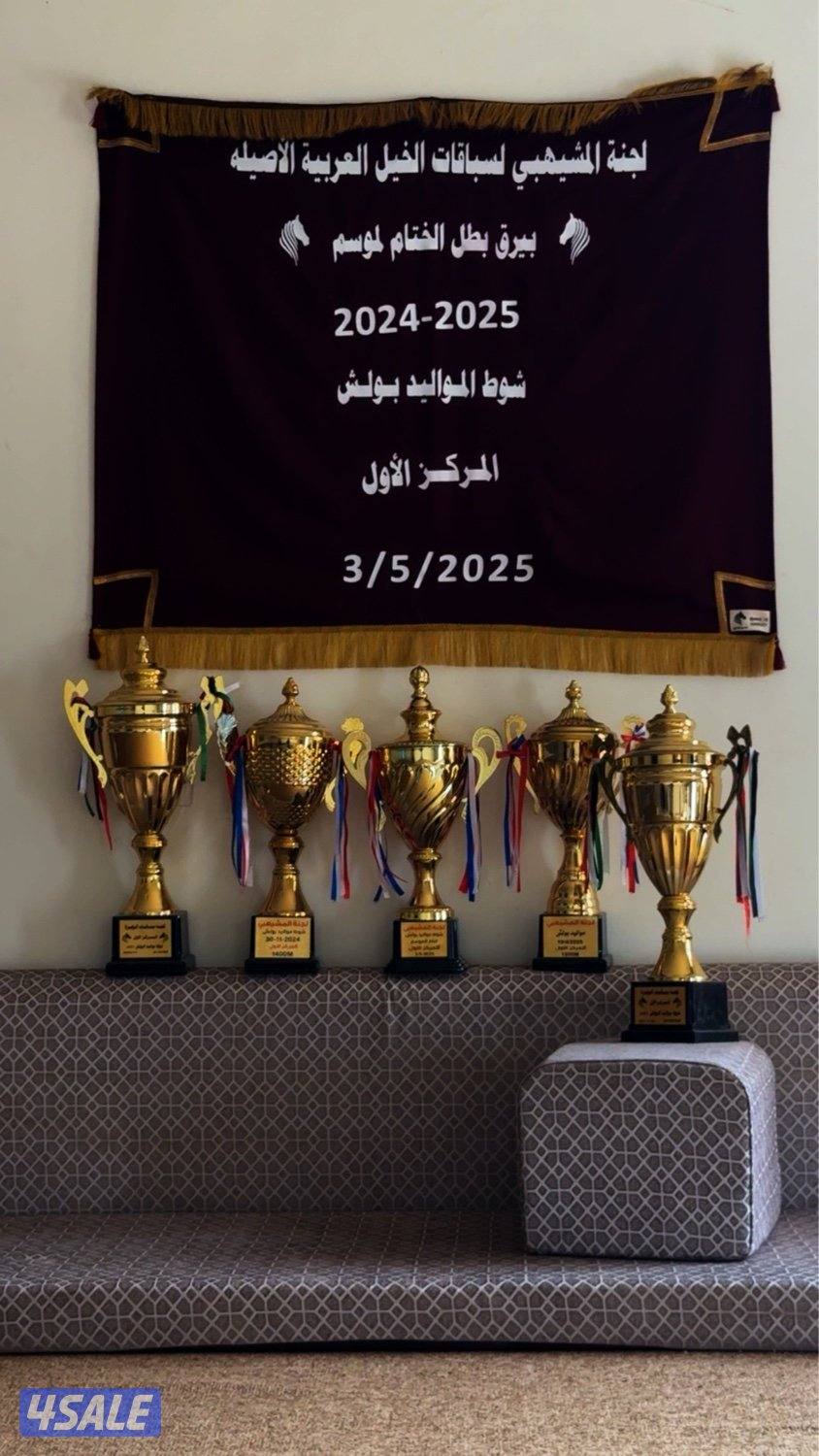 مربط الرويلي للايواء والتدريب 🐎♥️2