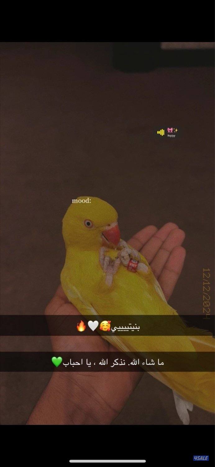 للبيع متوه اصفر فل ربوه1