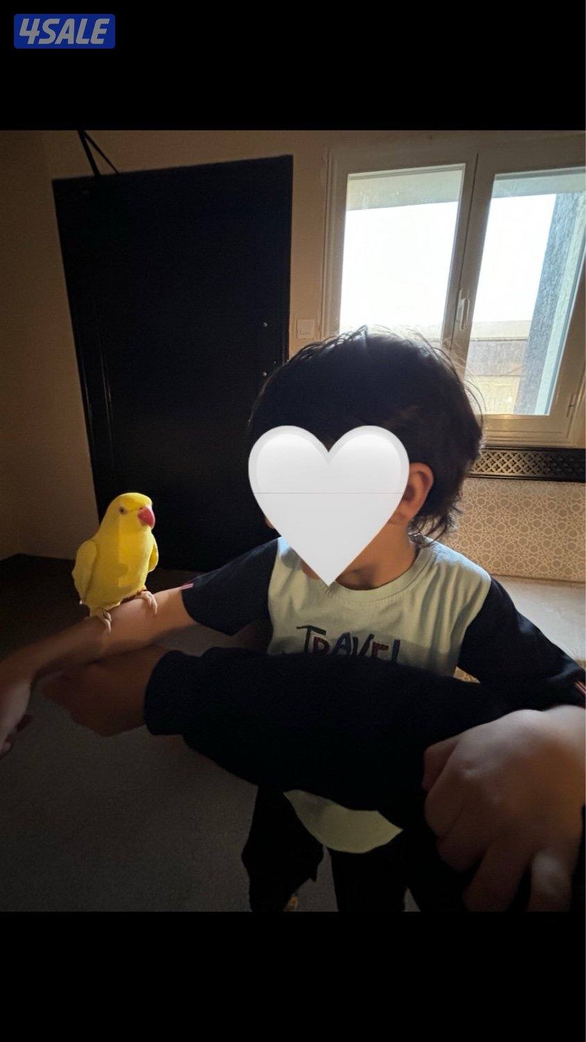 للبيع متوه اصفر فل ربوه2