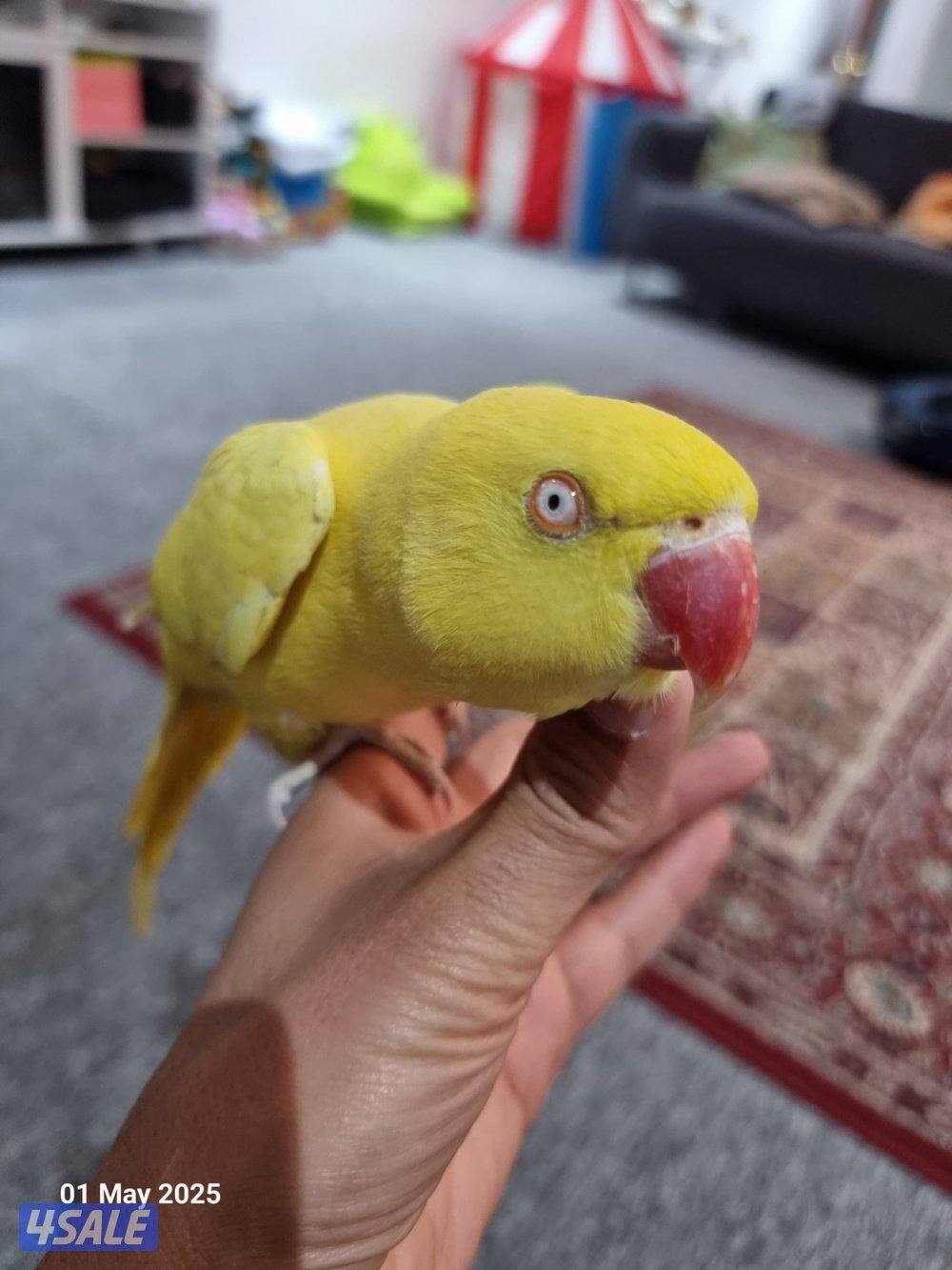 للبيع متوه اصفر فل ربوه0