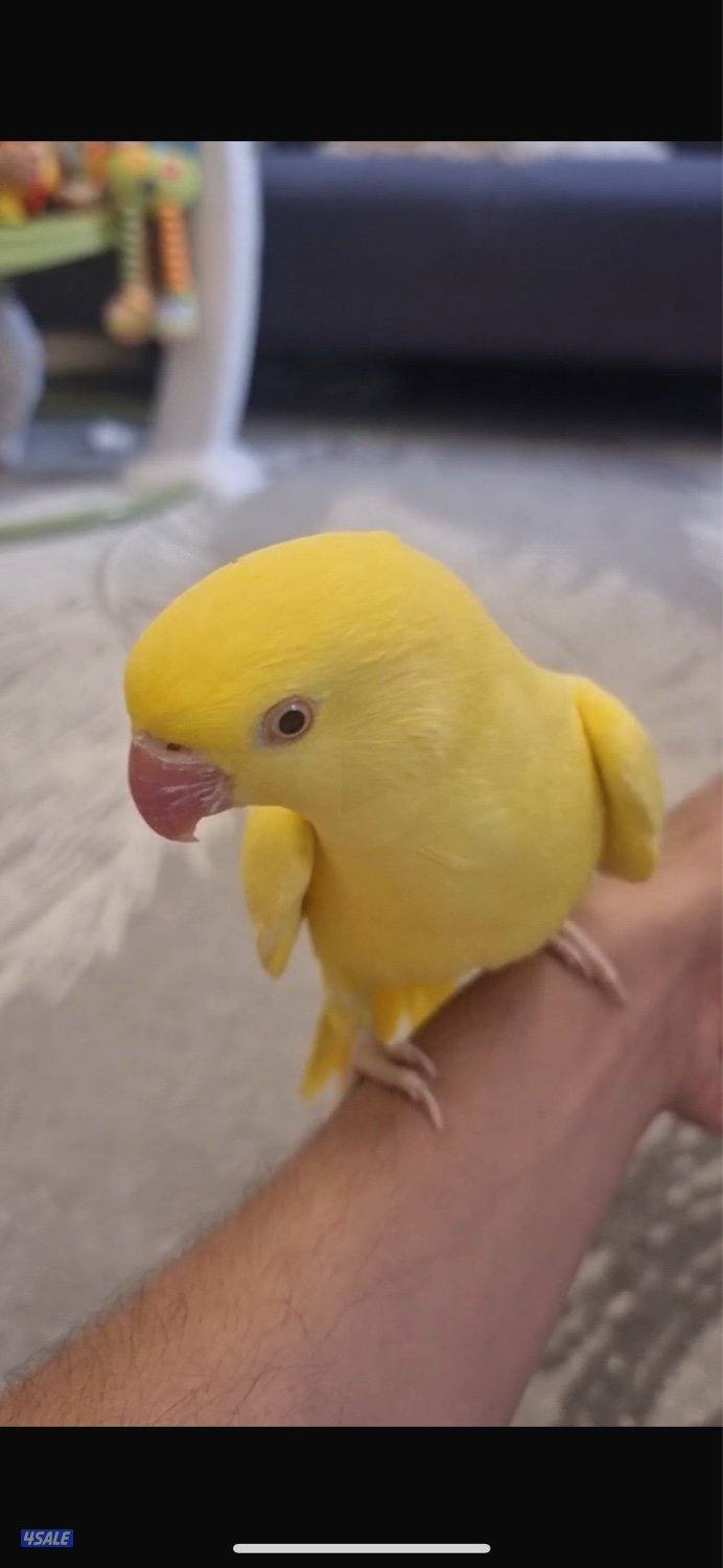 للبيع متوه اصفر فل ربوه3