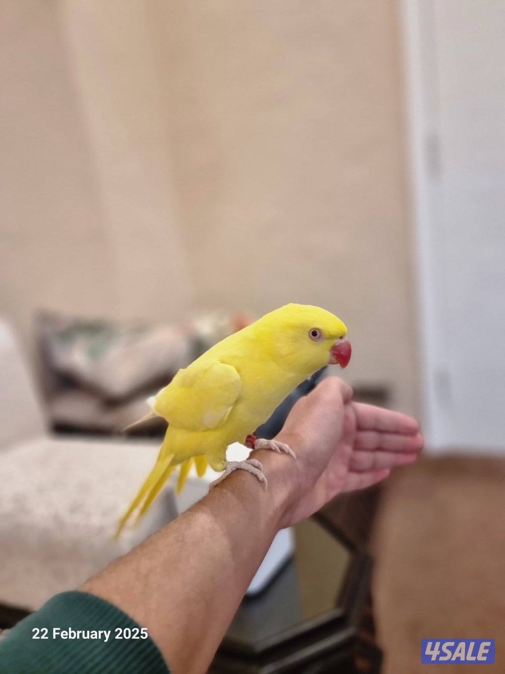 للبيع متوه اصفر فل ربوه4