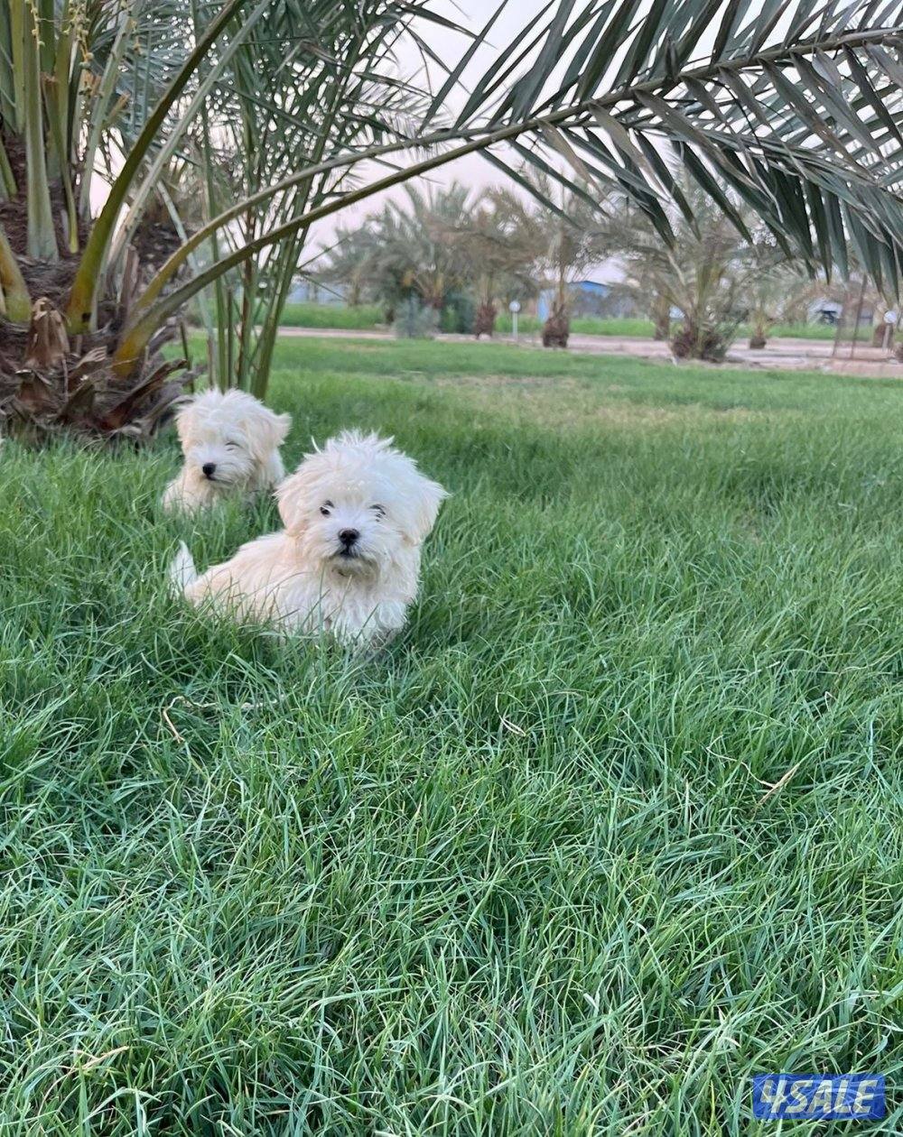 جراء مالتيز تي كب4