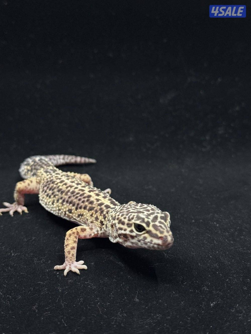 للبيع أنواع مختلفه من لبيرد جيكو0