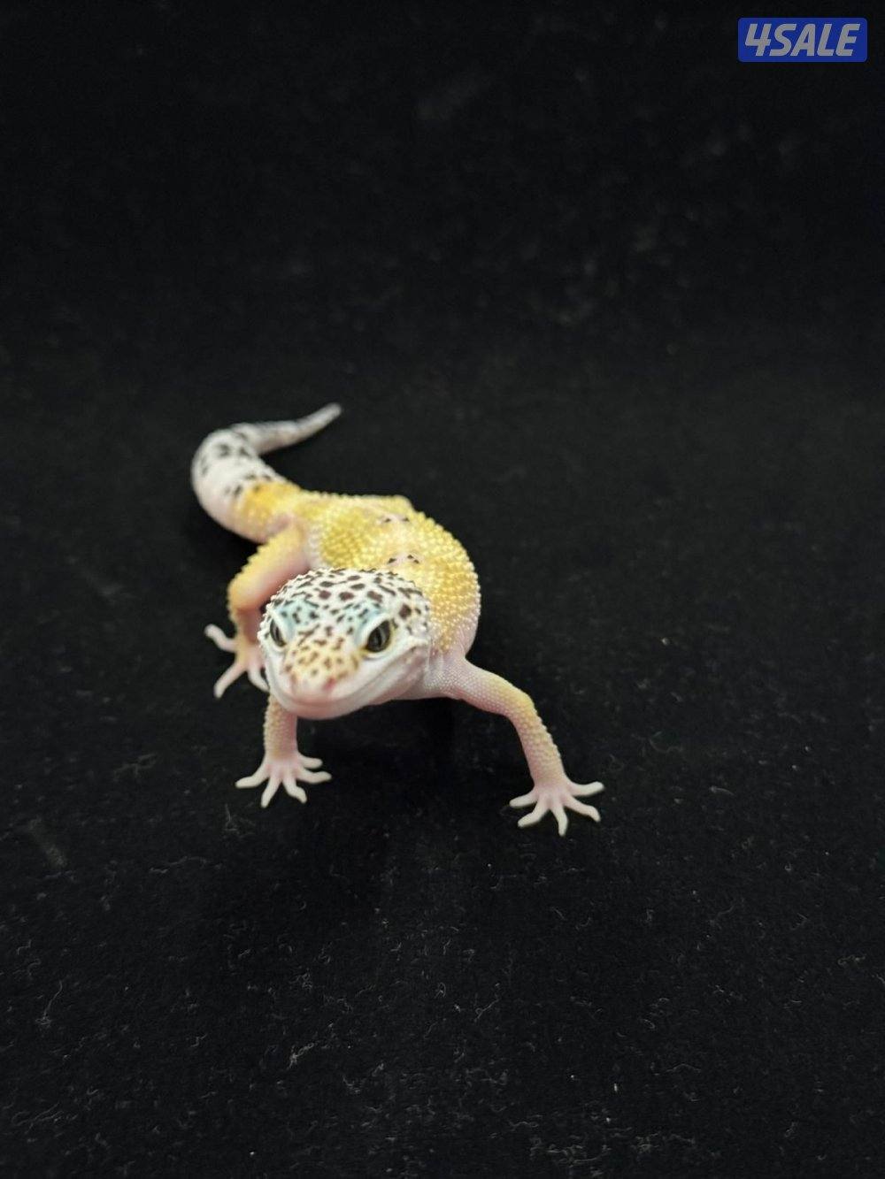 للبيع أنواع مختلفه من لبيرد جيكو1