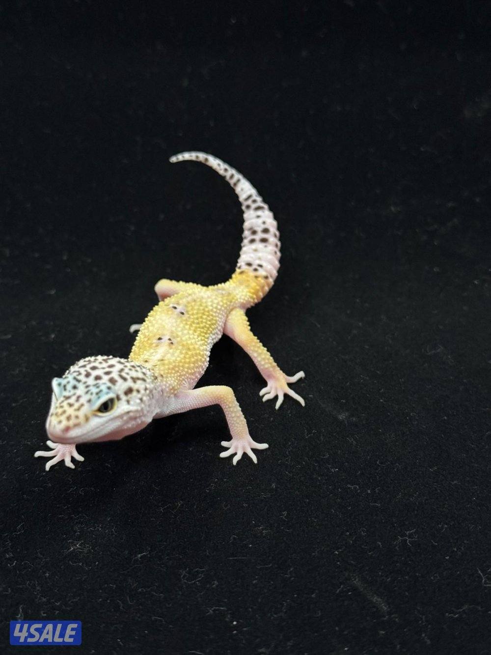 للبيع أنواع مختلفه من لبيرد جيكو3