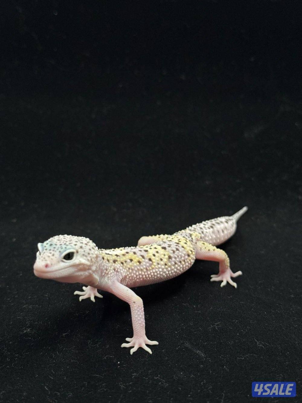 للبيع أنواع مختلفه من لبيرد جيكو4