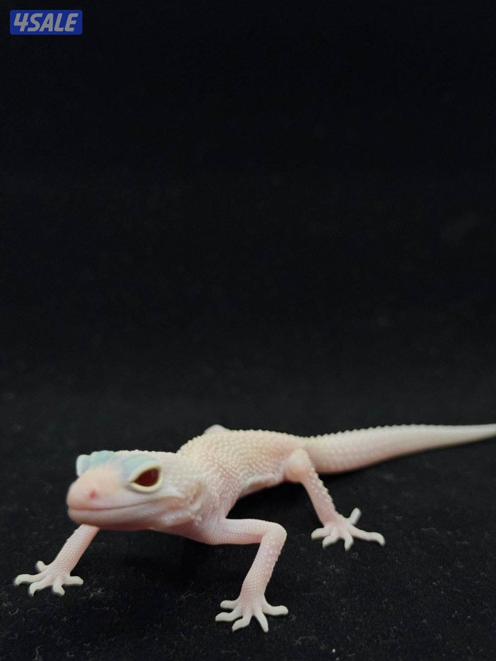 للبيع أنواع مختلفه من لبيرد جيكو5