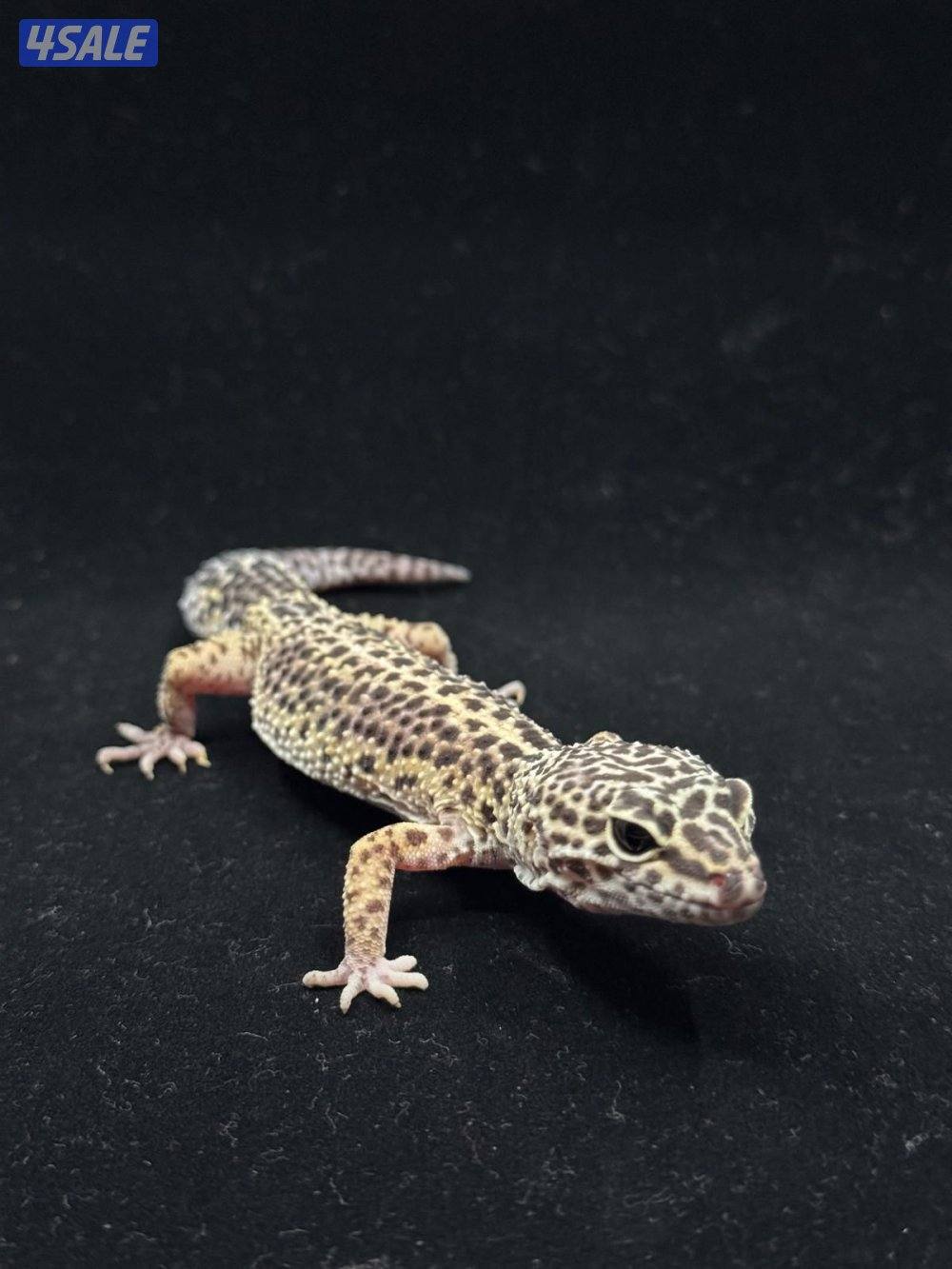 للبيع أنواع مختلفه من لبيرد جيكو6