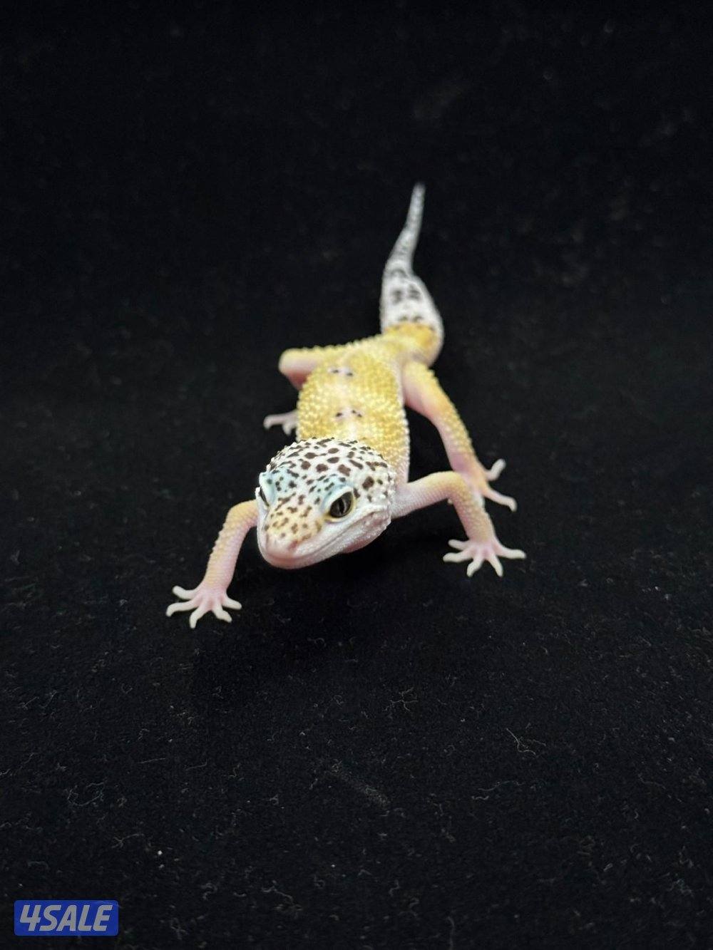 للبيع أنواع مختلفه من لبيرد جيكو8