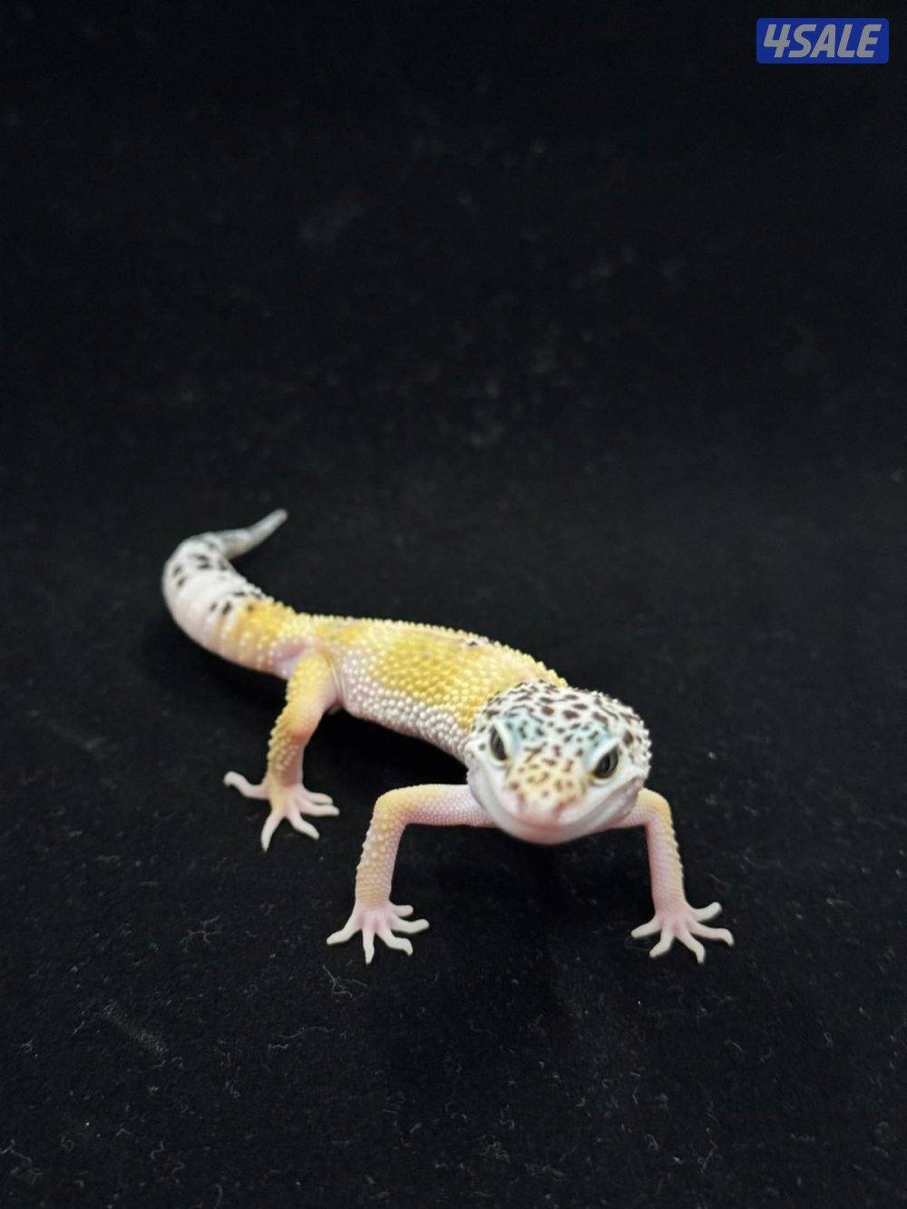 للبيع أنواع مختلفه من لبيرد جيكو7