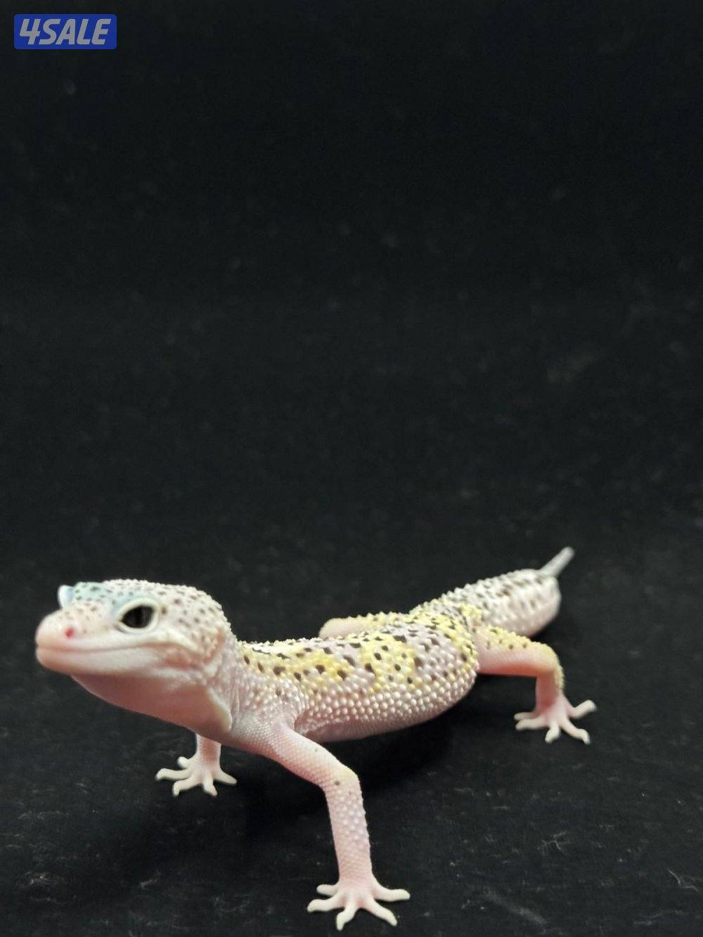 للبيع أنواع مختلفه من لبيرد جيكو9