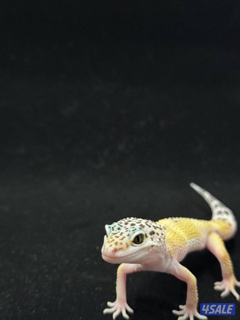 للبيع أنواع مختلفه من لبيرد جيكو10