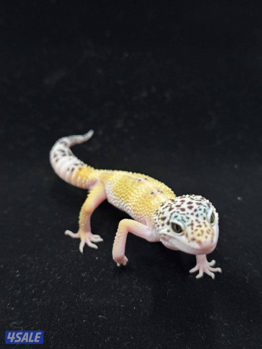 للبيع أنواع مختلفه من لبيرد جيكو12