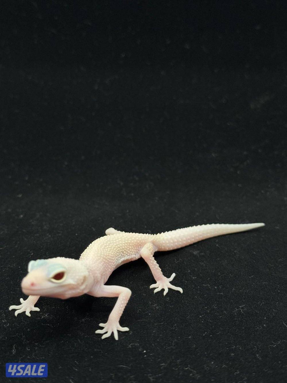 للبيع أنواع مختلفه من لبيرد جيكو11