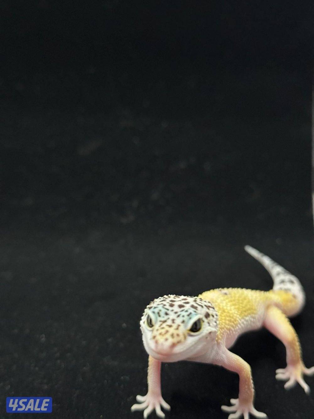 للبيع أنواع مختلفه من لبيرد جيكو13