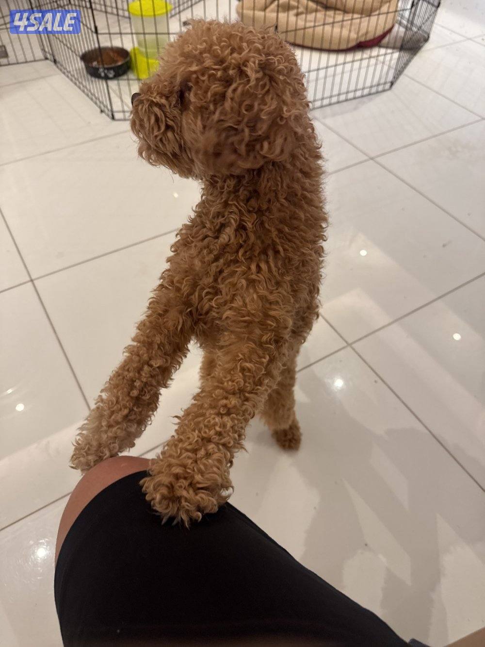 Male Toy Poodle for sale.0
