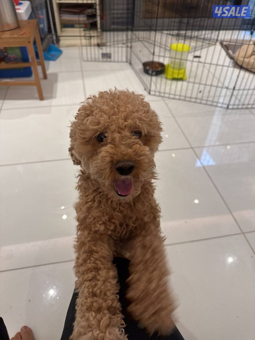 Male Toy Poodle for sale.1