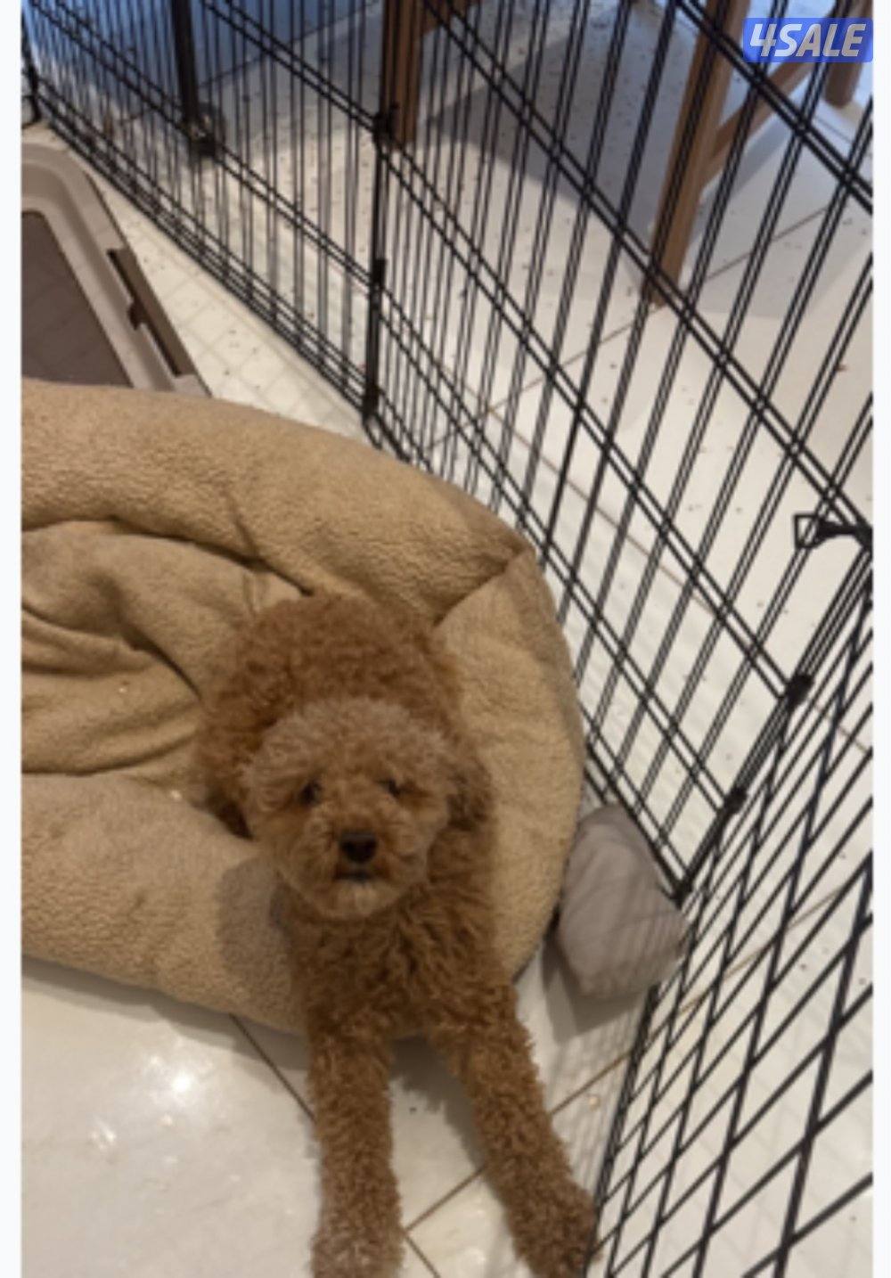 Male Toy Poodle for sale.2