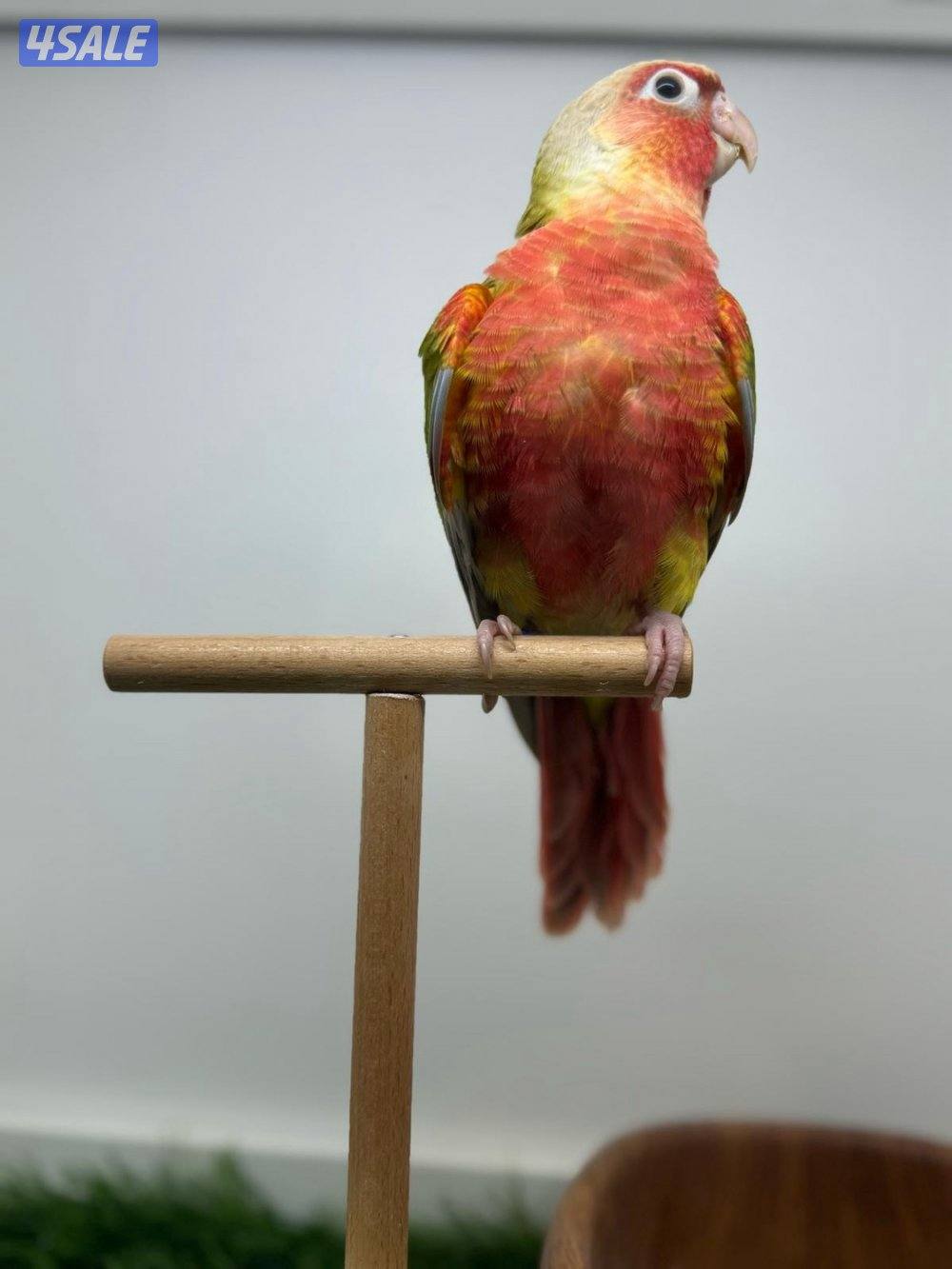 فروخ  كنيور عس5