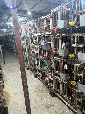 خانات حديد للبيع ام ٨ مستعمله2