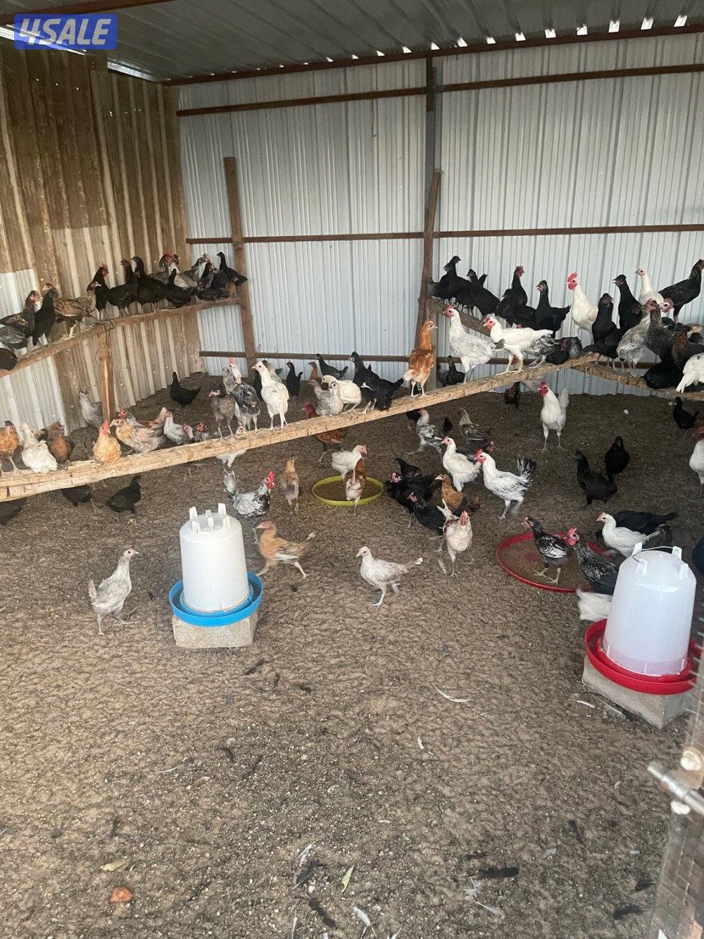 فروخ دجاج عربي وفيومي1