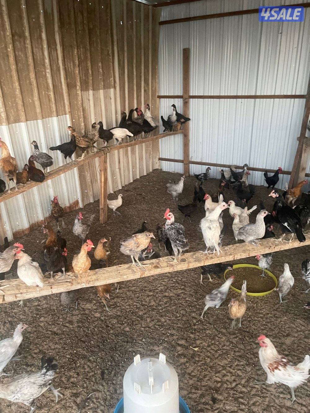 فروخ دجاج عربي وفيومي0