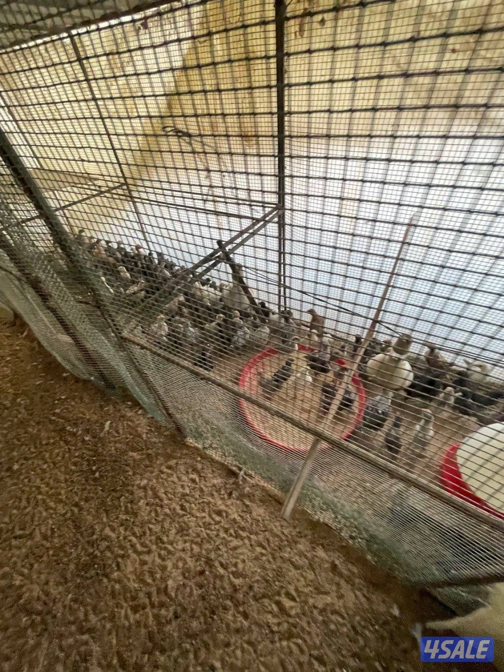 فروخ دجاج عربي وفيومي2