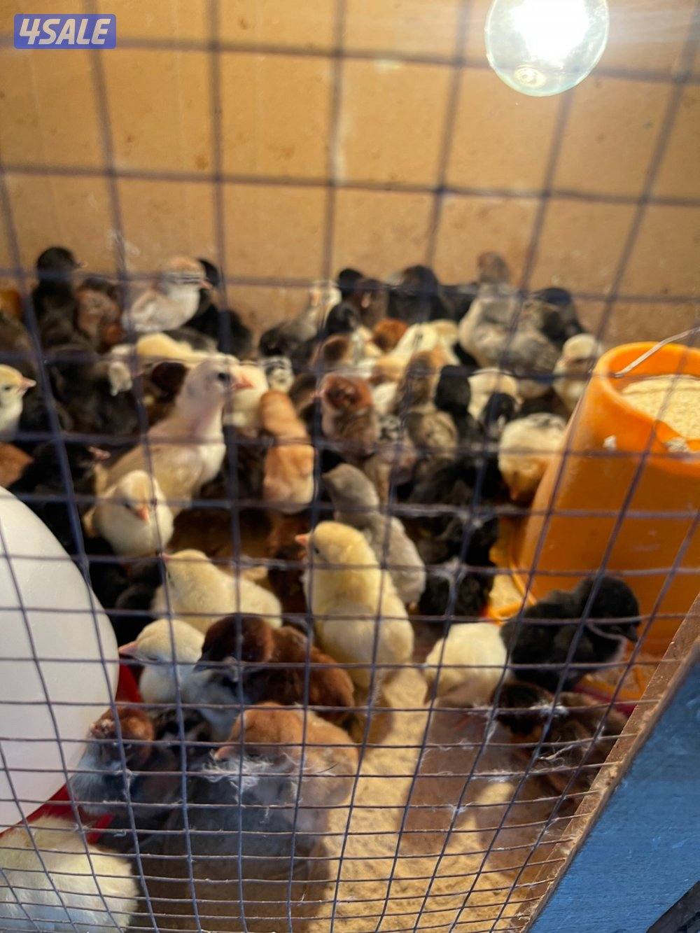 فروخ دجاج عربي وفيومي3