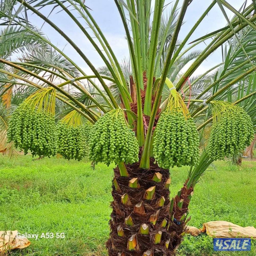 تنسيق حدائق2