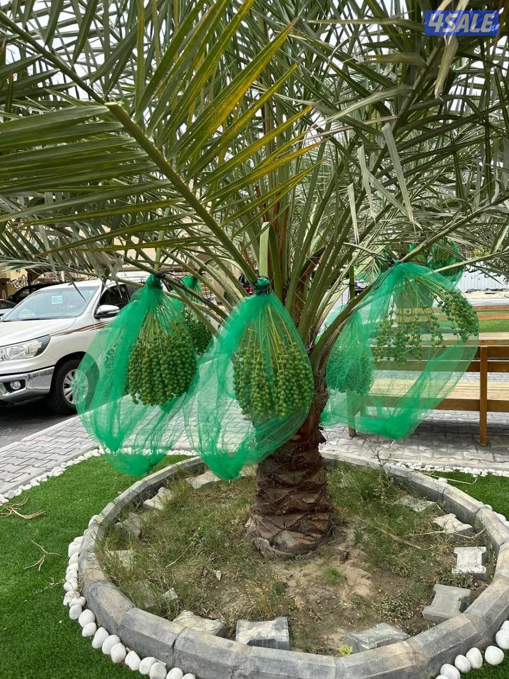 تنسيق حدائق4