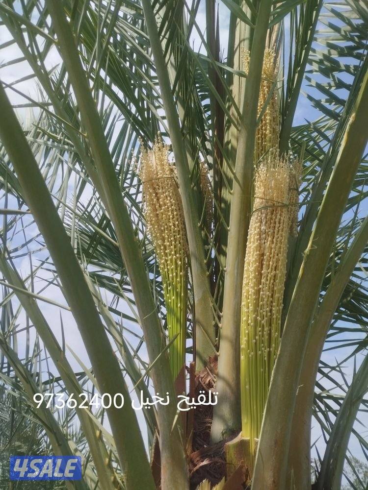 تنسيق حدائق5