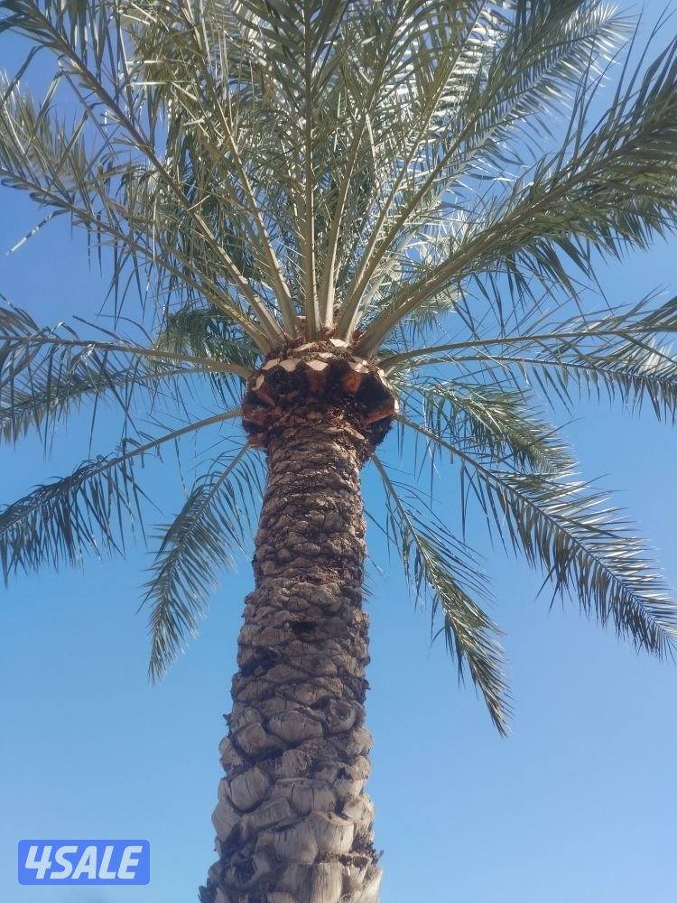 تنسيق حدائق6