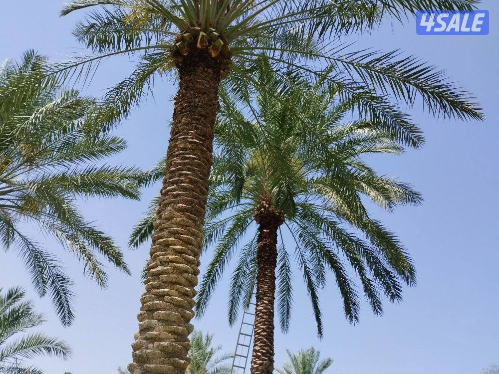 تنسيق حدائق7