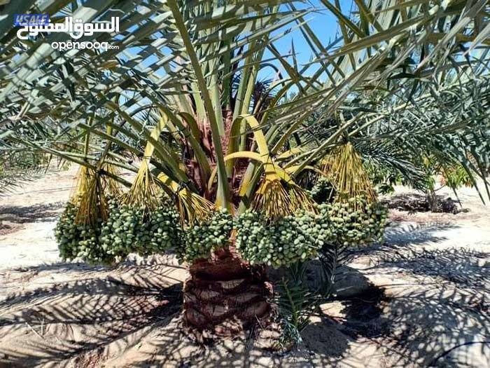 تنسيق حدائق8