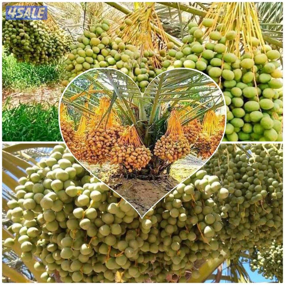 تنسيق حدائق10