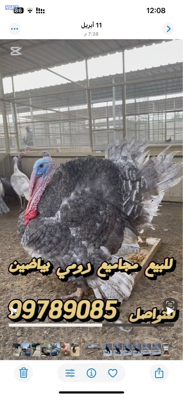 للبيع رومي1