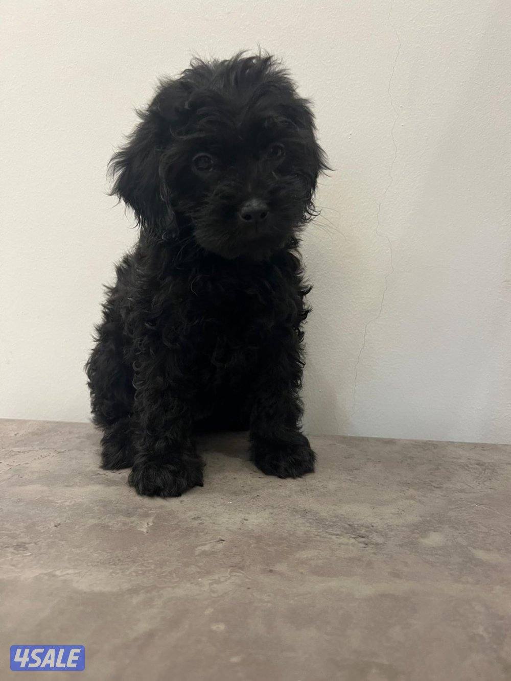 بودل. جراوه poodle للبيع . Poodle puppies0
