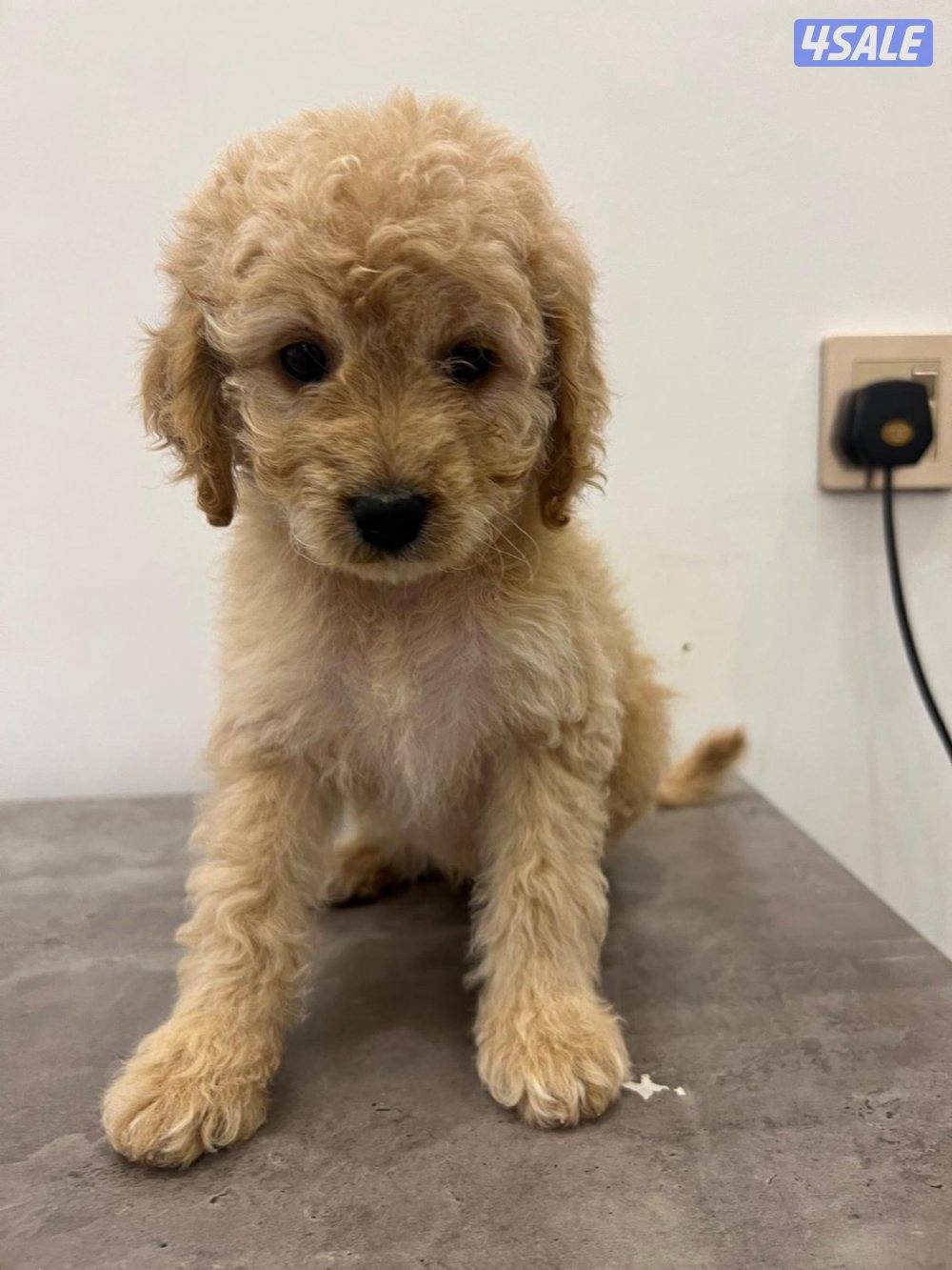 بودل. جراوه poodle للبيع . Poodle puppies1