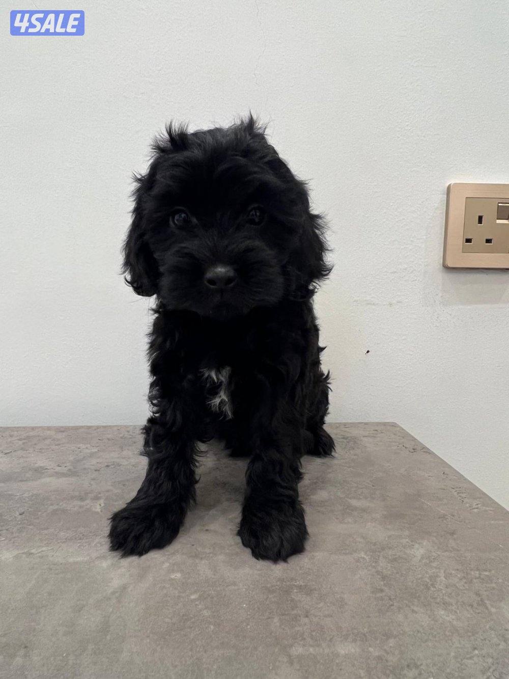 بودل. جراوه poodle للبيع . Poodle puppies2